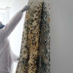Mold Removal Raleigh West Beaverton Oregon