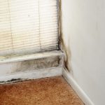 Mold Removal Raleigh West Beaverton Oregon