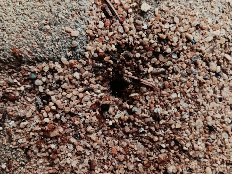Crawl Space Mold Removal